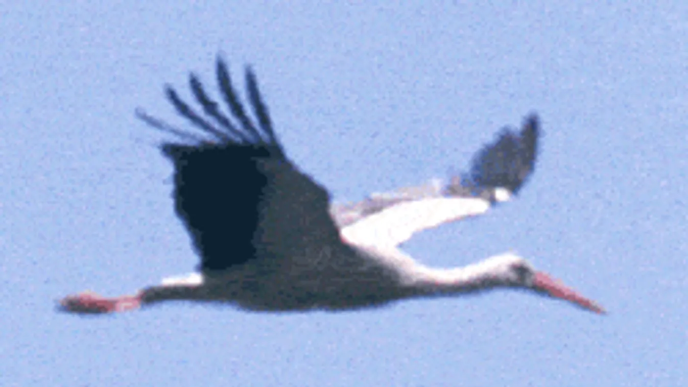 Ezt a kicsi falut kimaxolták a gólyák, őrület ami itt van