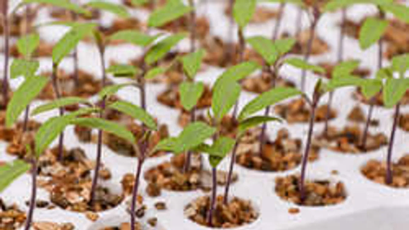 Most kezdődhet a palántanevelés, zseniális ötleteket mutatunk