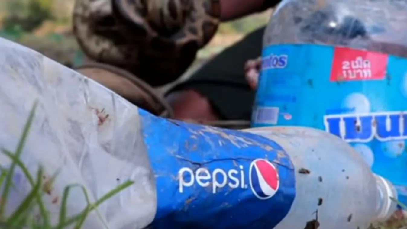 Elképesztő videó: kólával és mentolos cukorral fog pitont ez a férfi