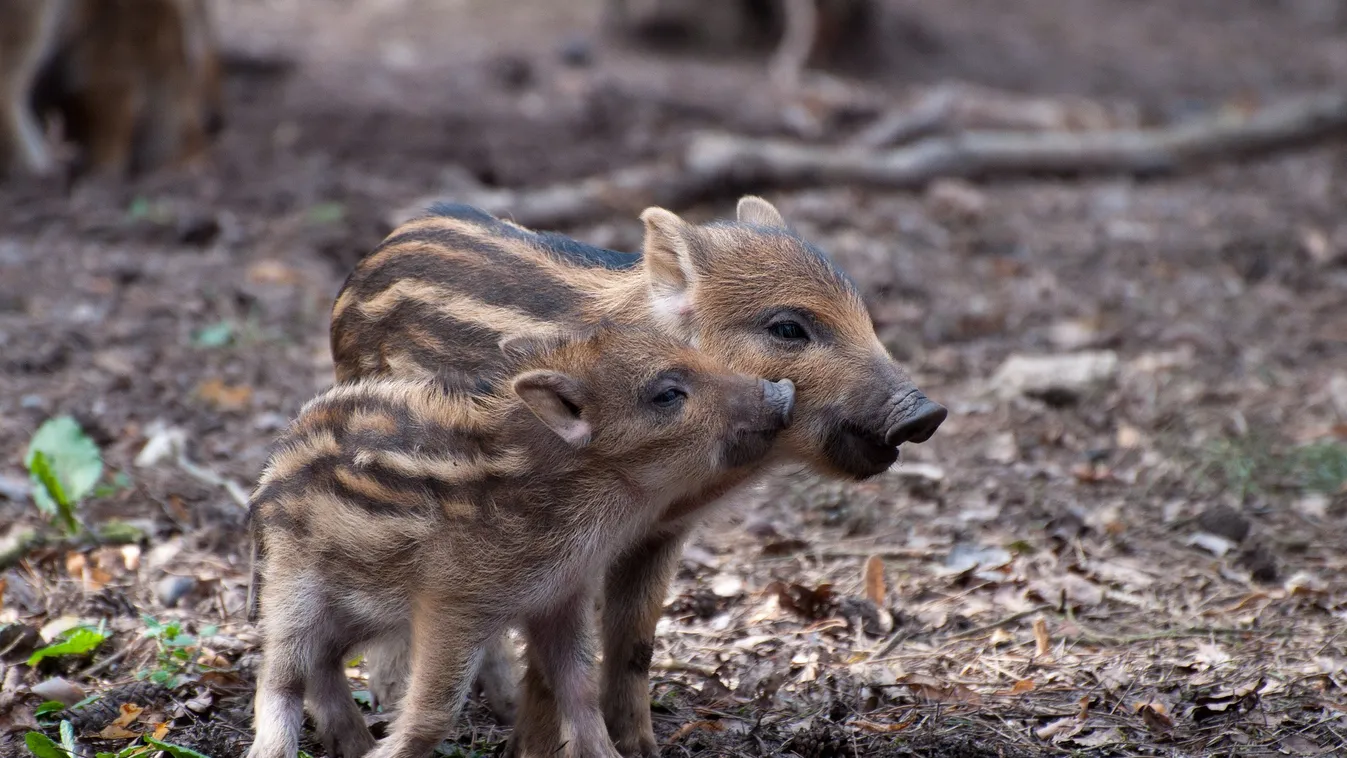 Tragédiába torkollt a kutyatámadás Kőszegen – borzasztó dolog történt a kisállattal