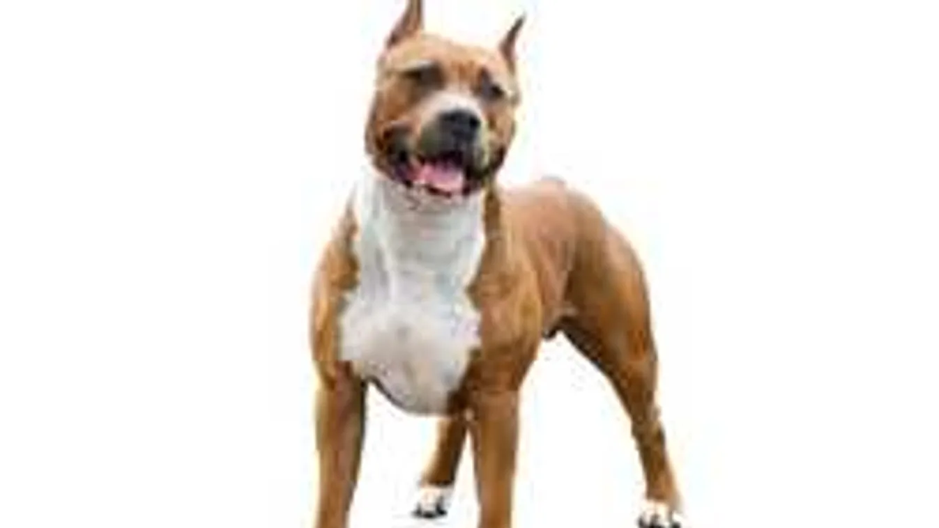 Megrendítő részletek, így történt a végzetes kutyatámadás Újszászon