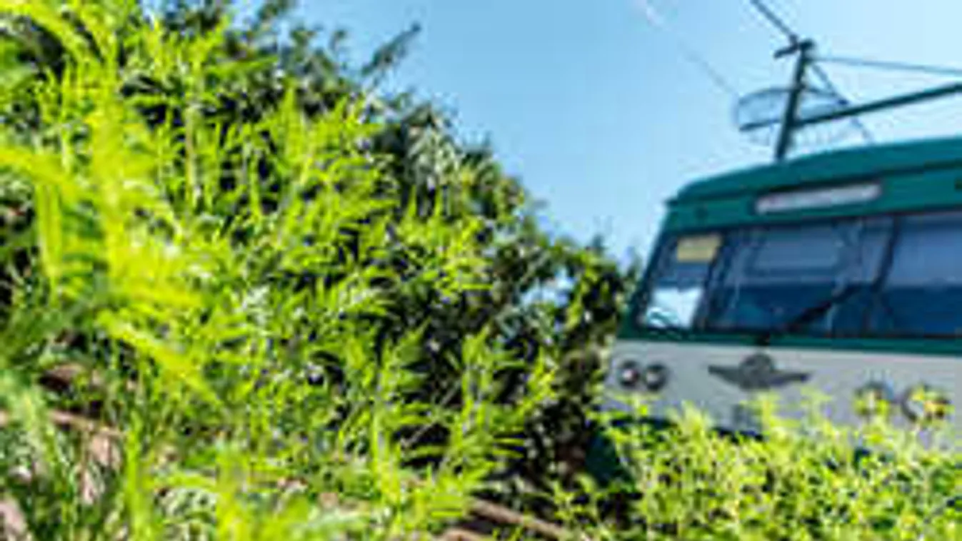 Allergiabotrány Budapesten: Újabb parlagfűmezőt találtunk