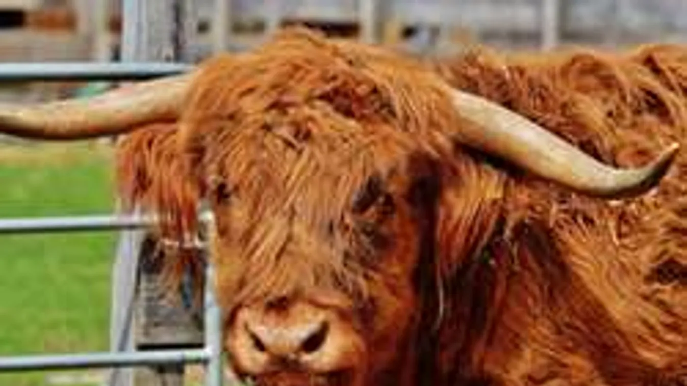 Vége a házőrző kutyák korának - bikák rettentik el a tolvajokat