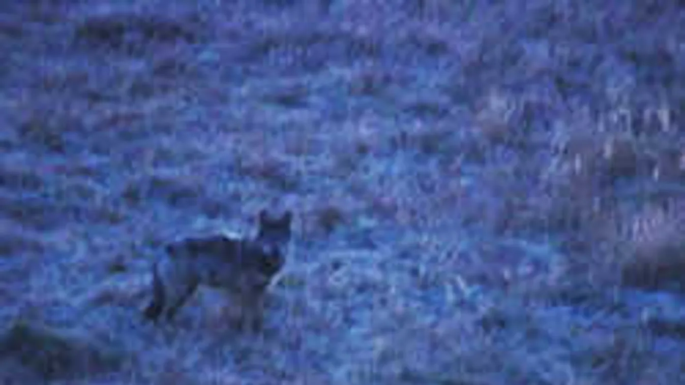 Farkasokat fotóztak a Bükkben
