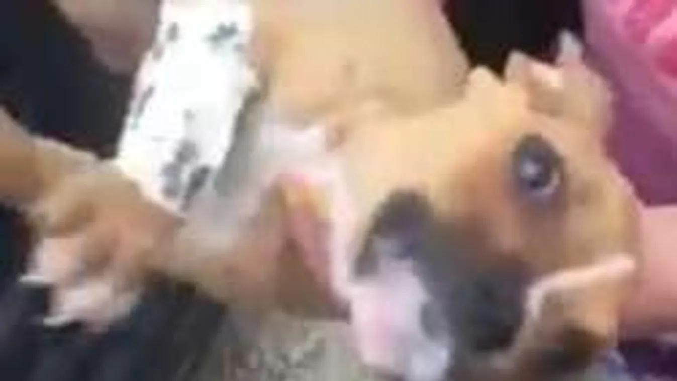 Meglepő dolgot árult el a halálra drogozott kiskutya gazdája!