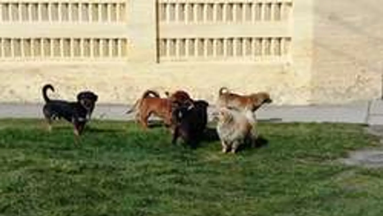 Idős férfit gyilkoltak meg a kiskunhalasi kutyák