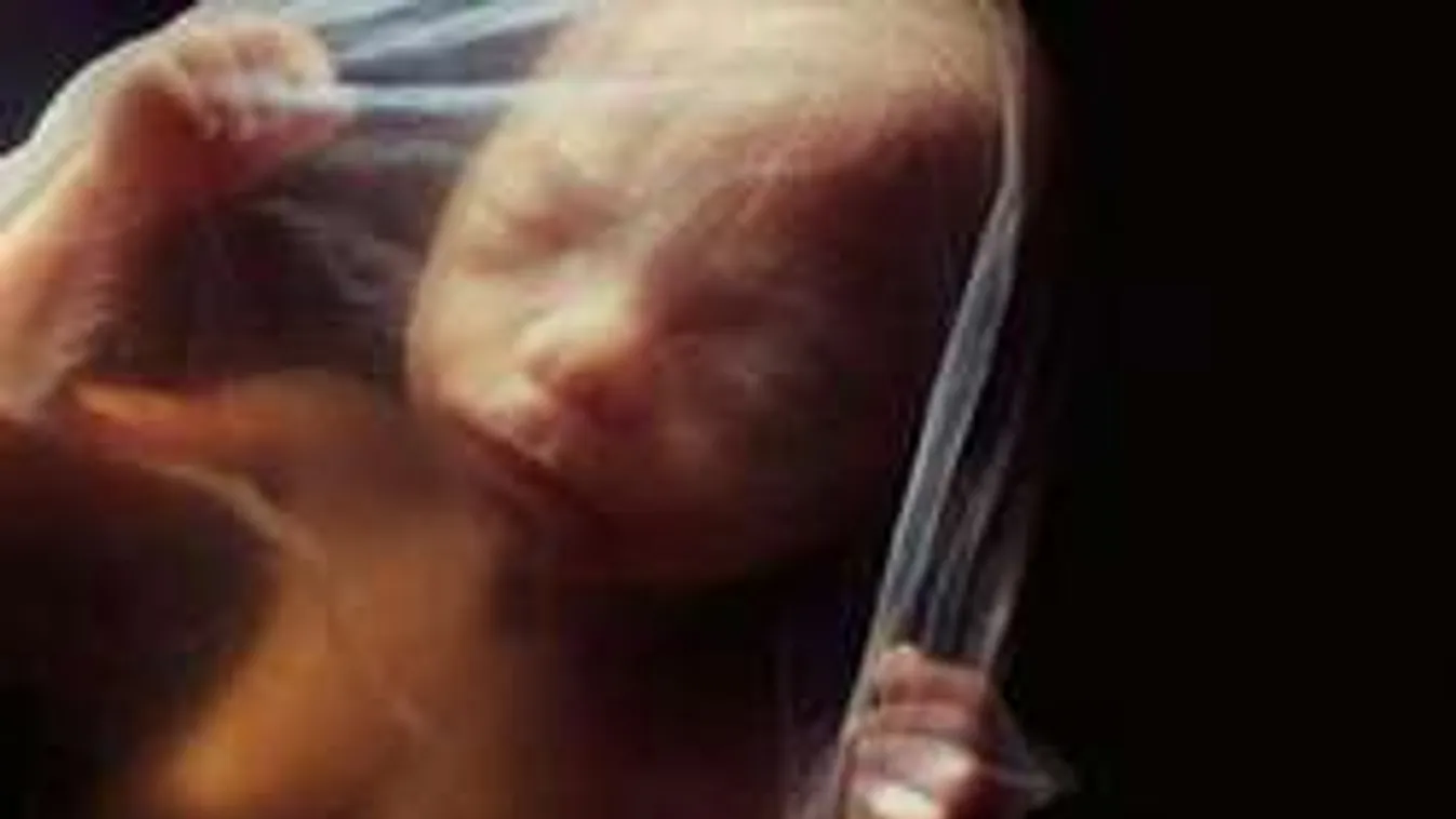 Varázslatos képeken egy magzat fejlődése! Lenyűgöző!