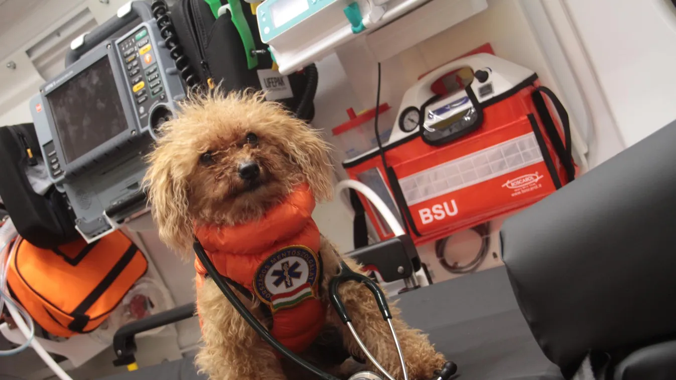 Tündéri, ez a kutyus segíti a magyar mentősök munkáját