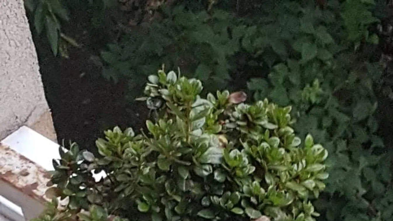 Madárpók okozott pánikot Újpesten