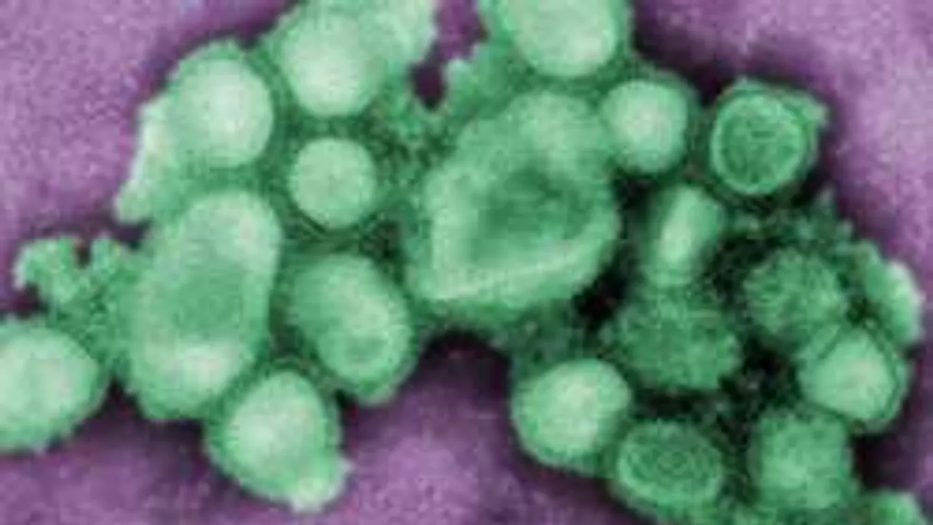 Támad a sertésinfluenza, a szomszédunkban már több száz halott!