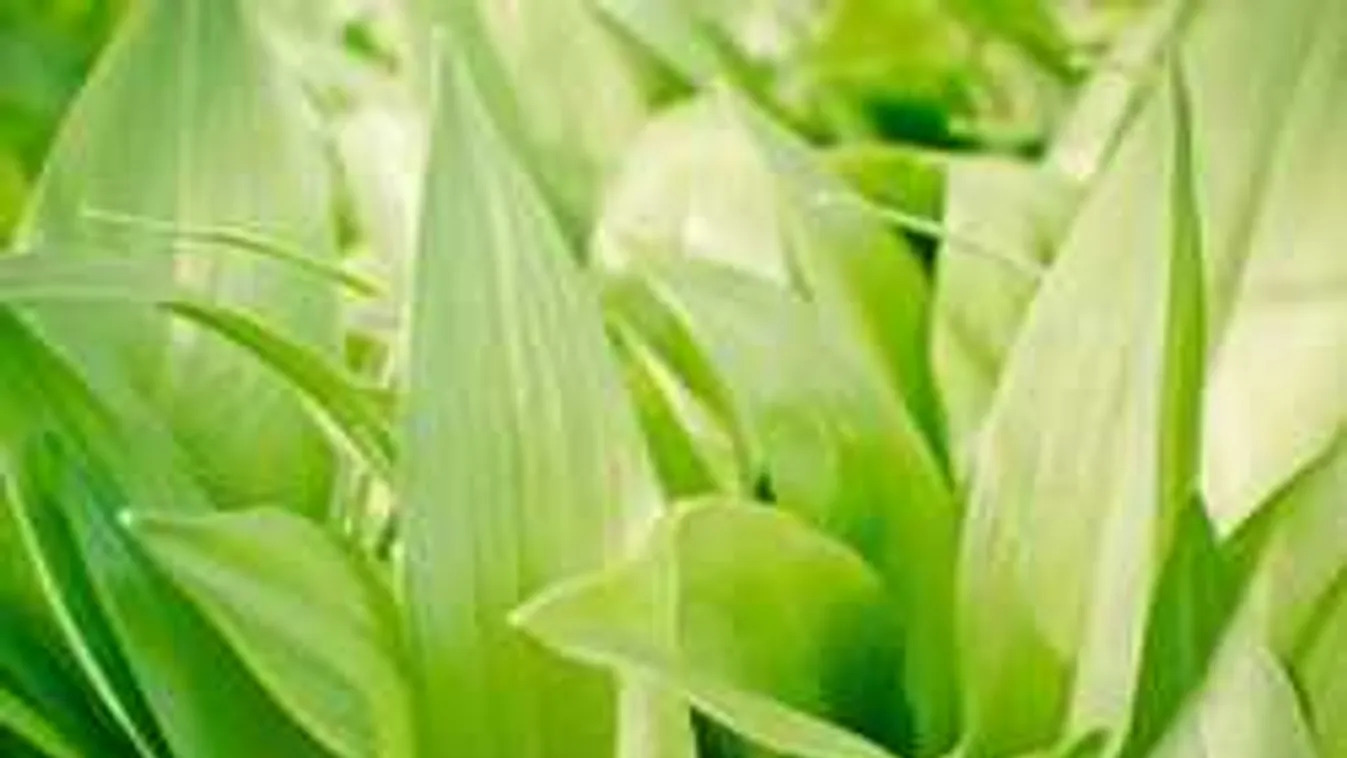 Fia és férje talált rá a rejtélyes módon eltűnt baranyai édesanya holttestére