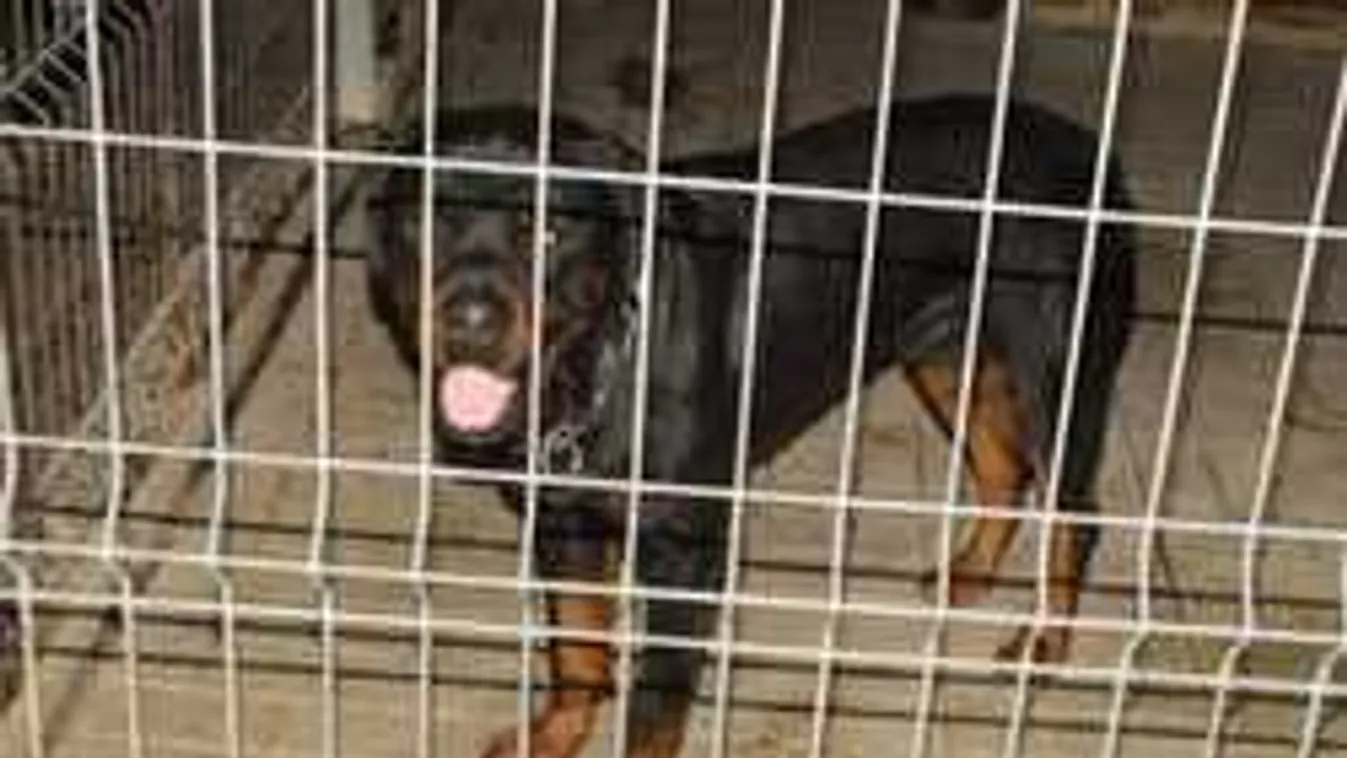 A rendőrök is sokkot kaptak: anyja kezéből szaggatta ki a 2 éves kislányt a kutya