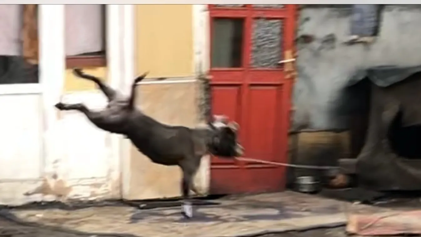 Titkos harcikutya-telepet találtunk a budapesti állatkert mögött!