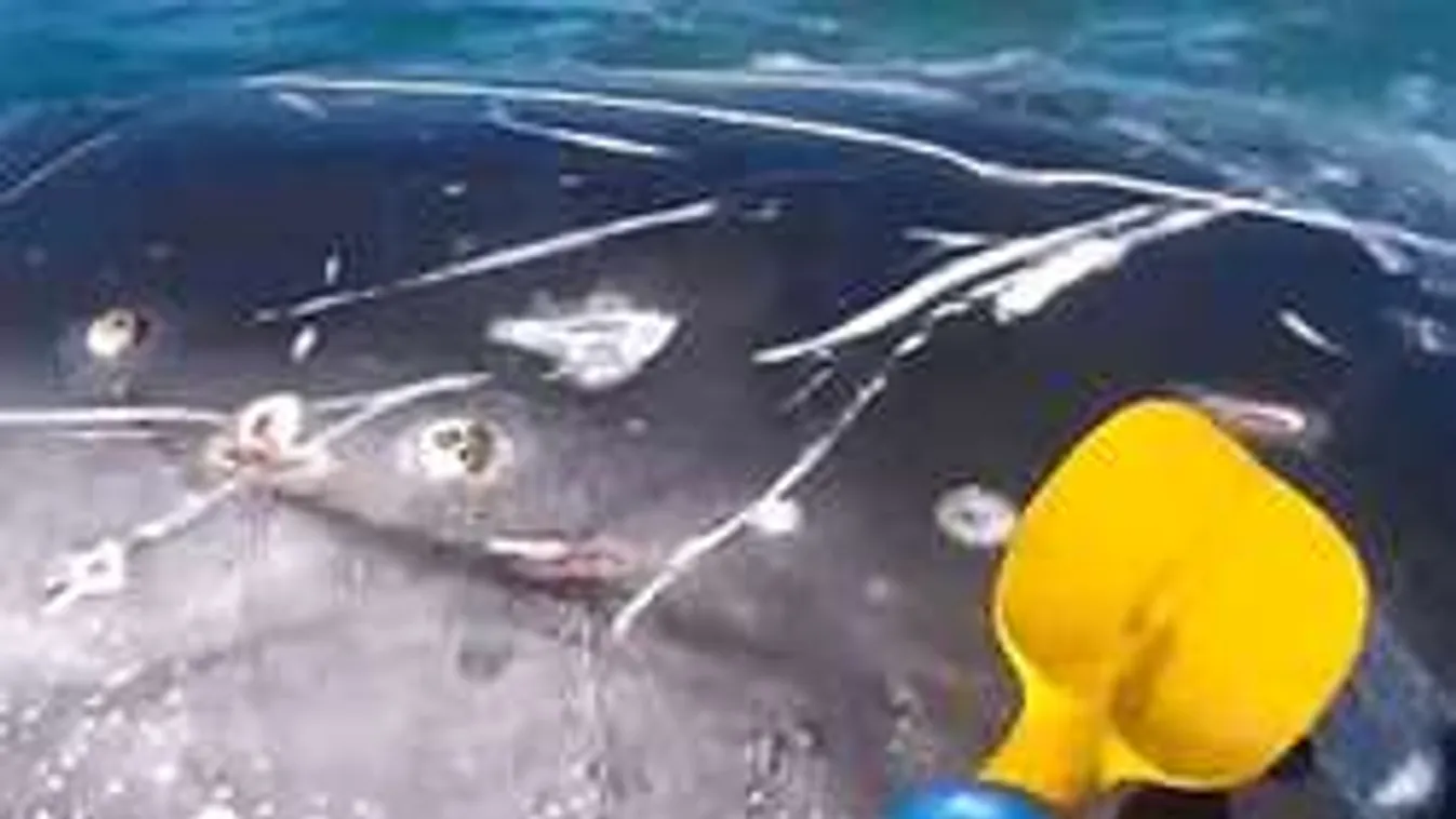 Óriási bálna bukkant fel a mélyből, sokkot kaptak a kajakosok!