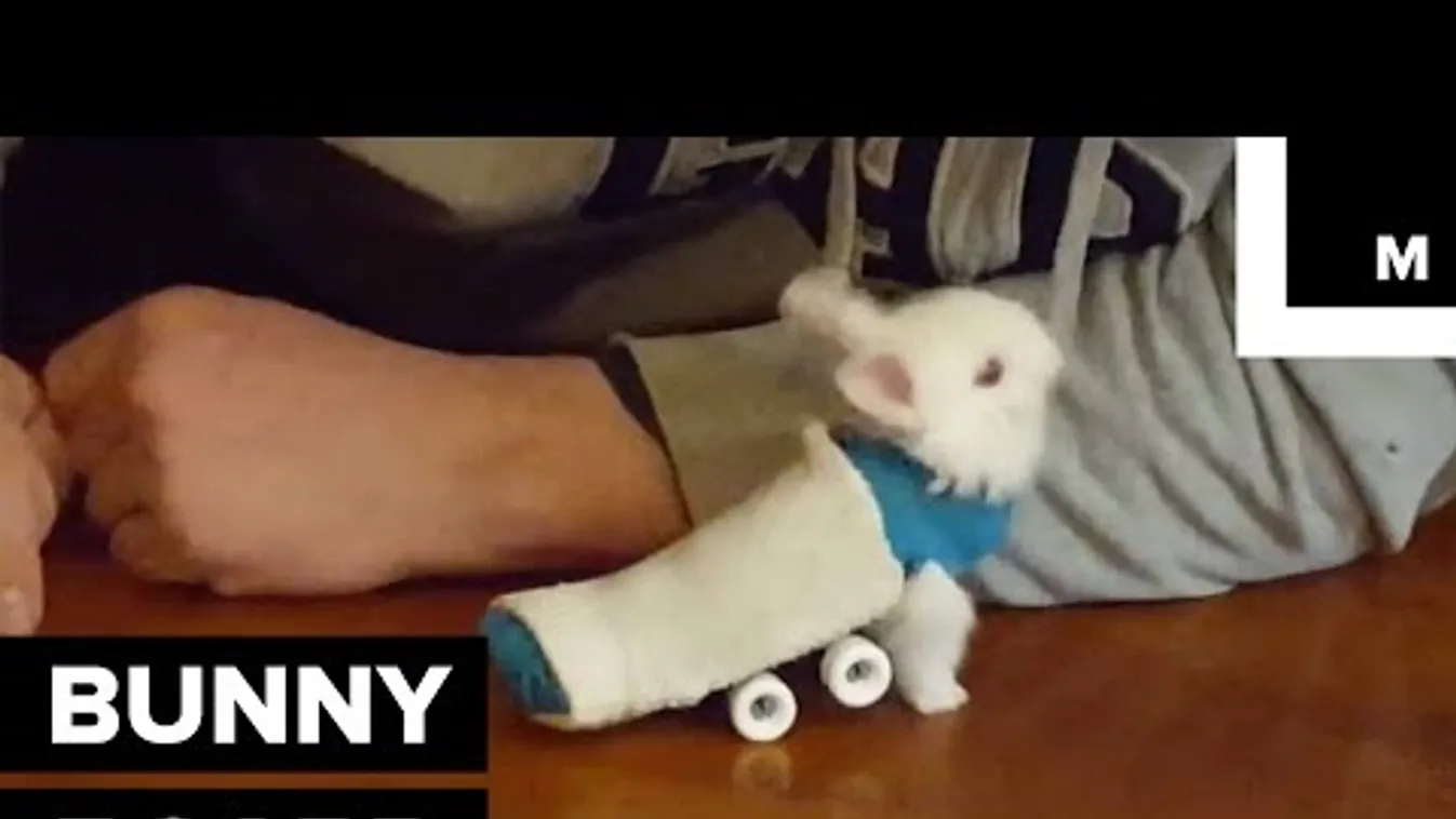 Ilyet sem látsz mindennap: Gördeszkázó nyúl!