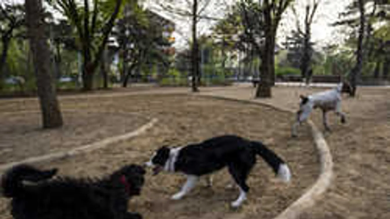 Napi 750 kutya jár ide, nagyon népszerű ez az állatbarát hely