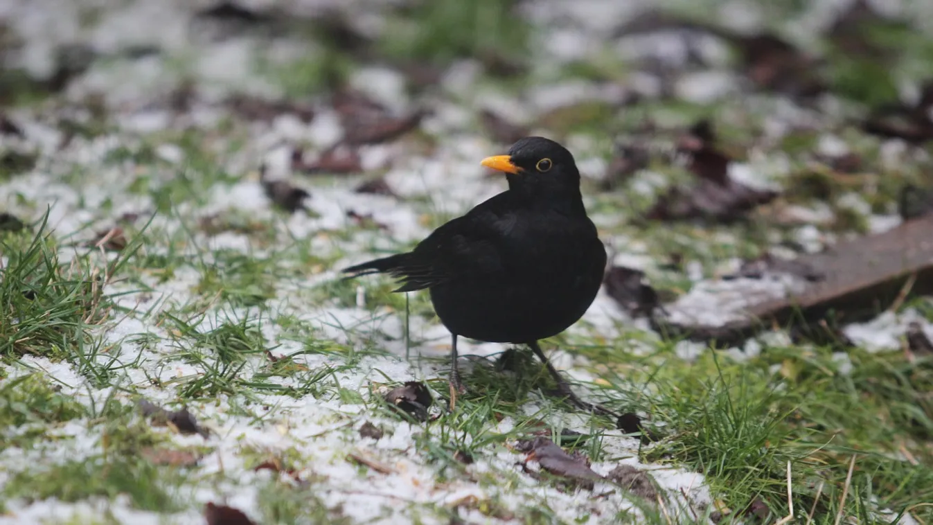 Világszenzáció ez a feketerigó: Magyar macska akarta elkapni