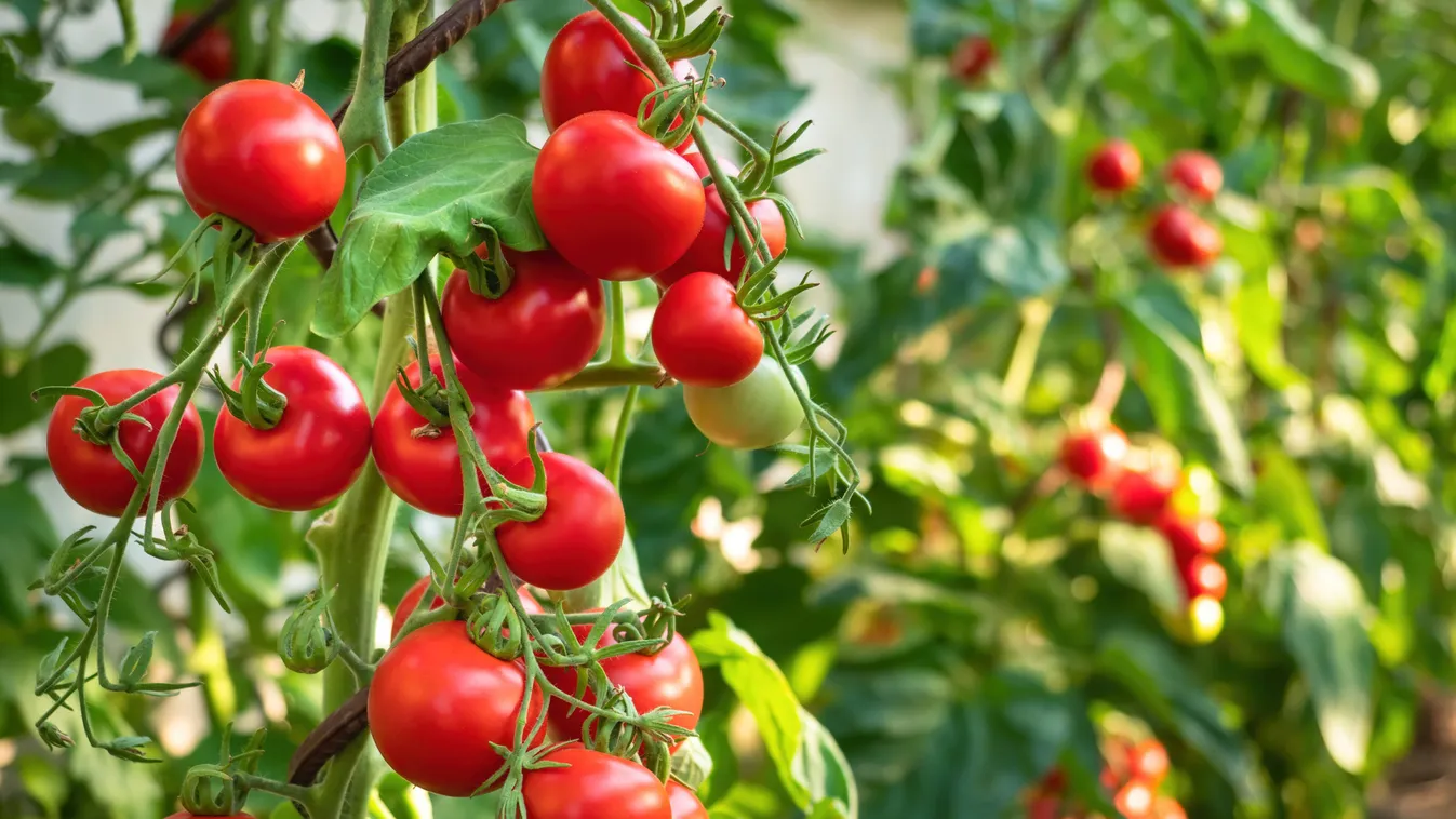 Ripe,Tomato,Plant,Growing,In,Greenhouse.,Fresh,Bunch,Of,Red