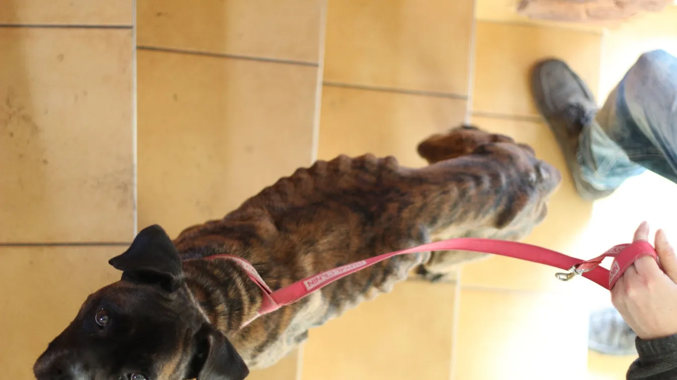 Brutális fotó: csontsovány kutyákat mentettek