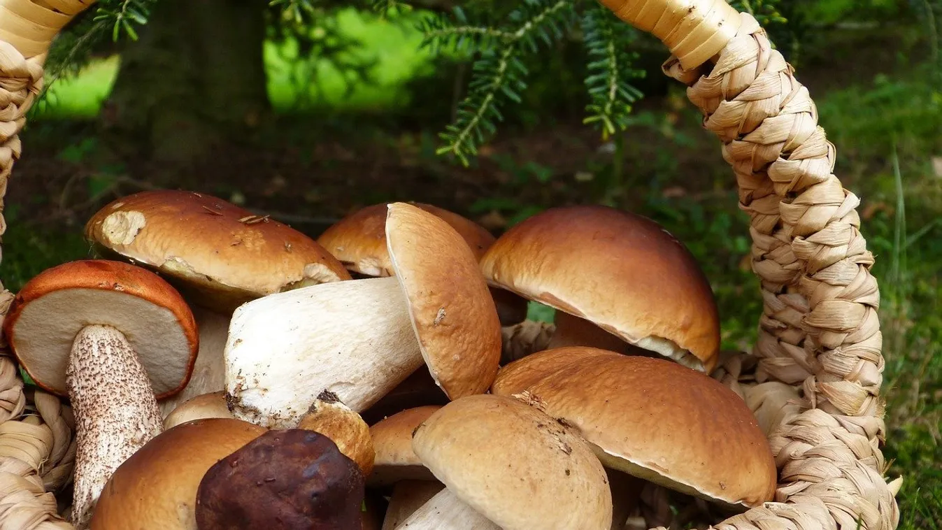 Ezek a gombagyűjtés általános szabályai