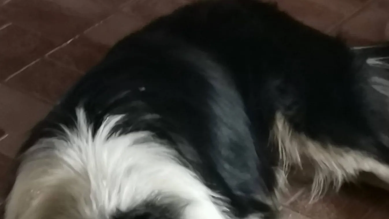 „Mintha a föld nyelte volna el” – több év után kapott hírt Lacikáról a családja