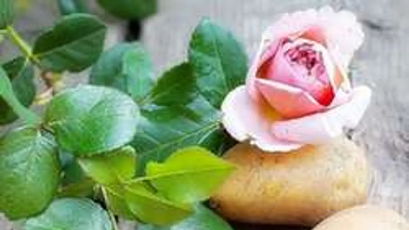 Krumpliba ültesd a rózsát, meglátod, milyen csodálatos virága lesz