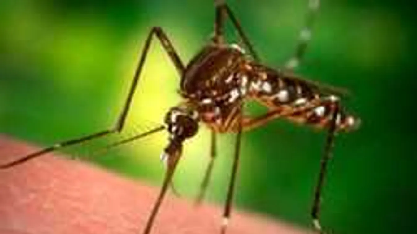 A szúnyogokat tényleg vonzza a fény? 8 mítosz és az igazság