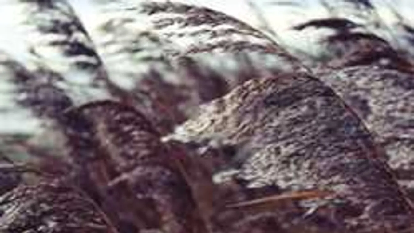 Fagyos levegő érkezik, durva szélviharral támad