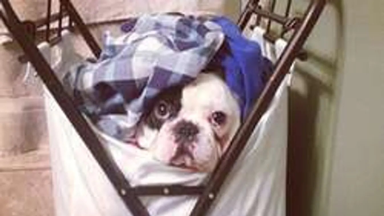 Kutyák hajmeresztő helyzetekben! Nevetni fogsz!