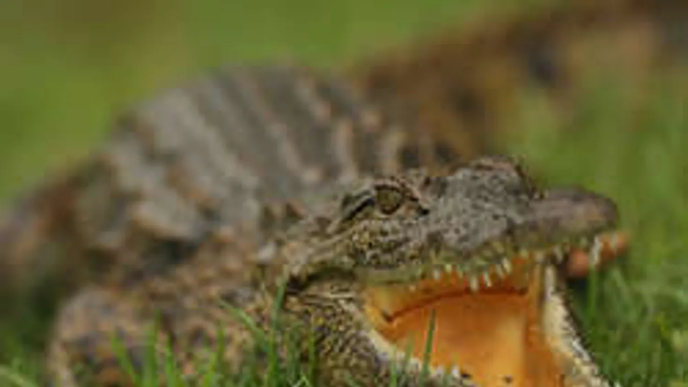 Egy krokodilon múlt a teniszezők sorsa - videó