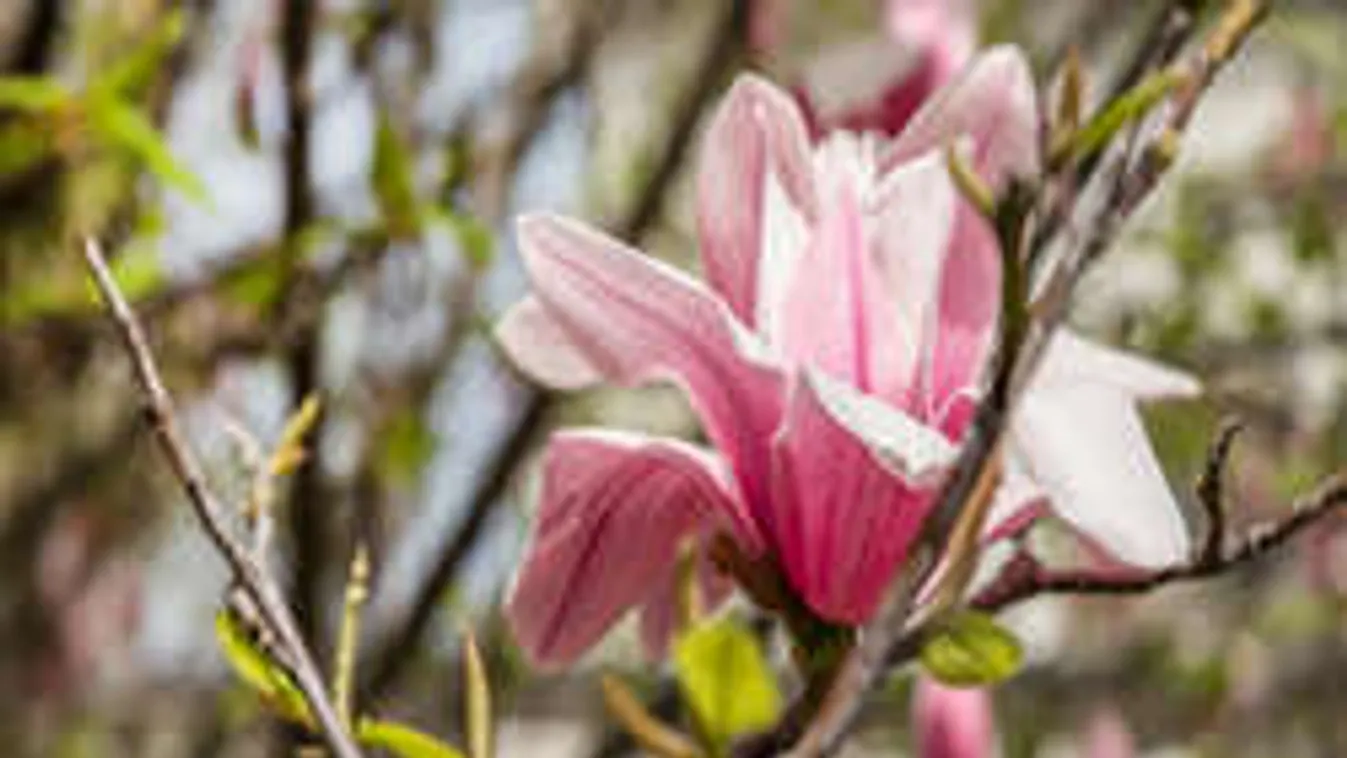 Megmutatja magát a bolondos április: meglepetést hoz a mai időjárás