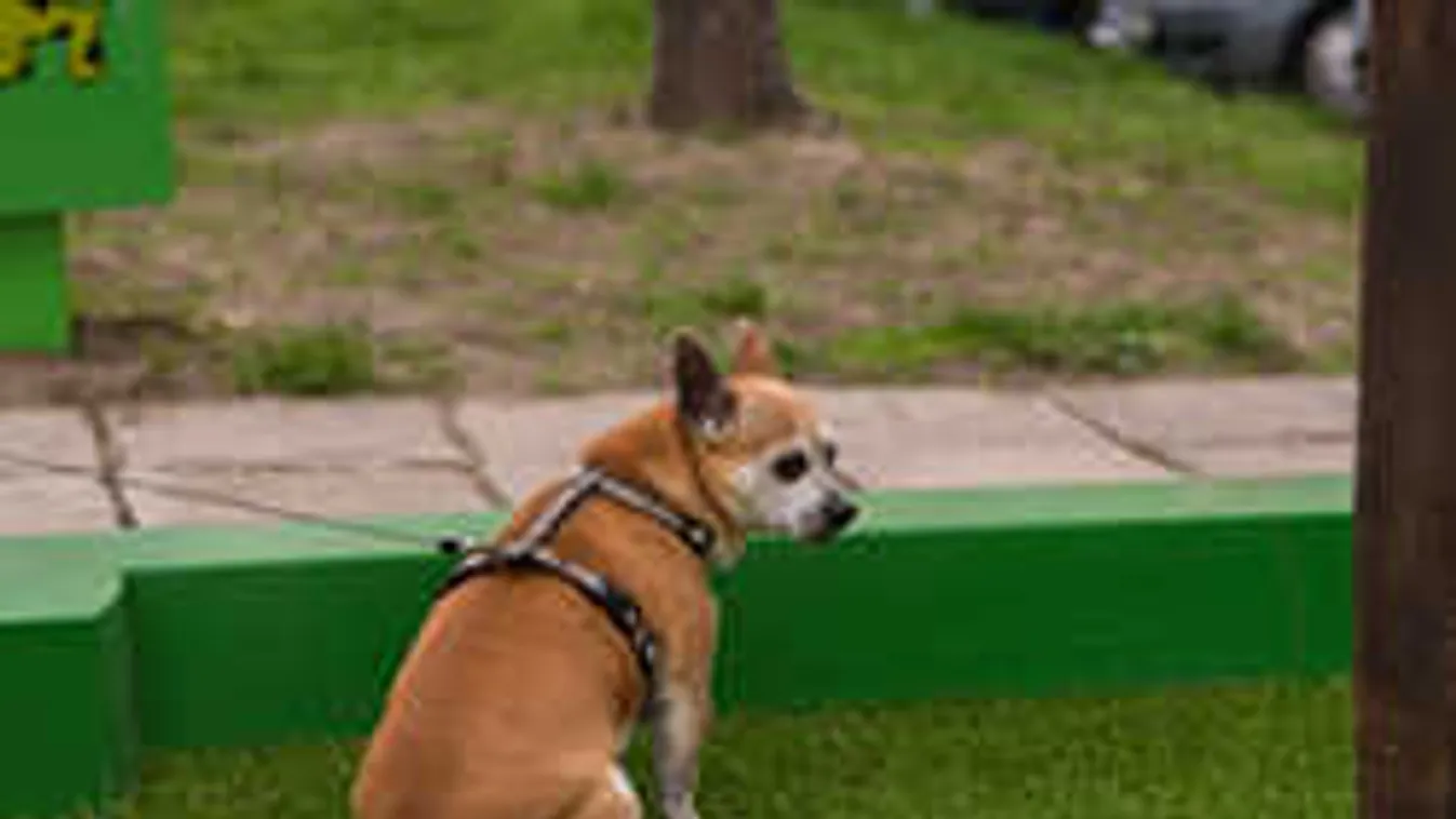 Meglepő fejlesztés, kutyavécét építettek Budapesten