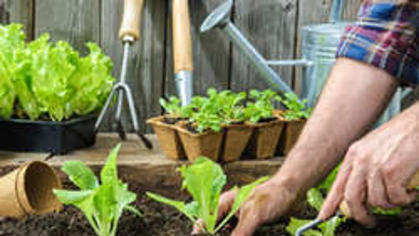 Ezeket a magokat augusztusban is bátran elültetheted a kertbe