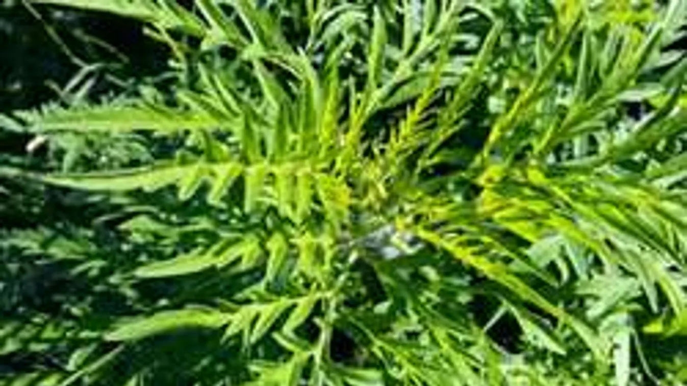 Durva időszak jön az allergiásoknak, ezek a növények együtt támadnak!