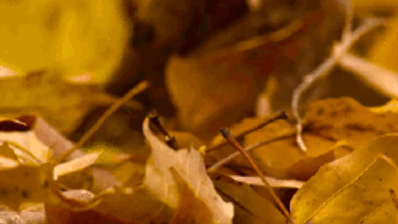 Megbolondult az időjárás, minden ránk szakad a héten