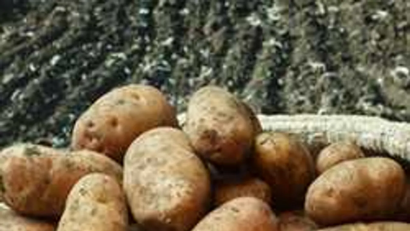 Döbbenetes hírek érkeztek a magyar krumpliról: Gyakorlatilag elfogyott