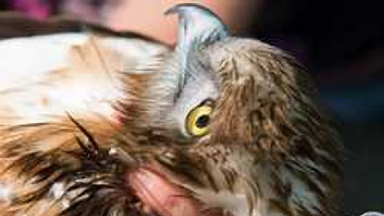 Meglepte a magyar orvosokat az igazán drága vendég