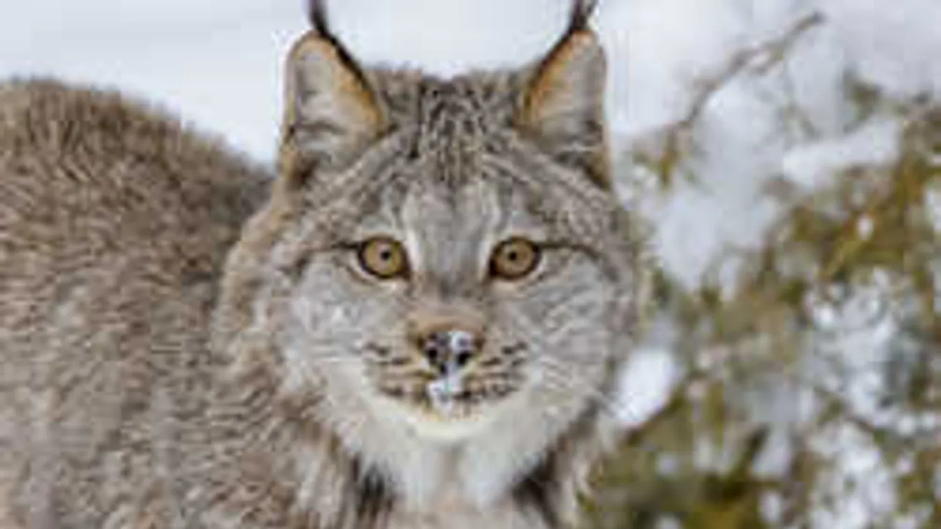 Újabb csúcsragadozó portyázik Nógrádban, a vadászok is megdöbbentek