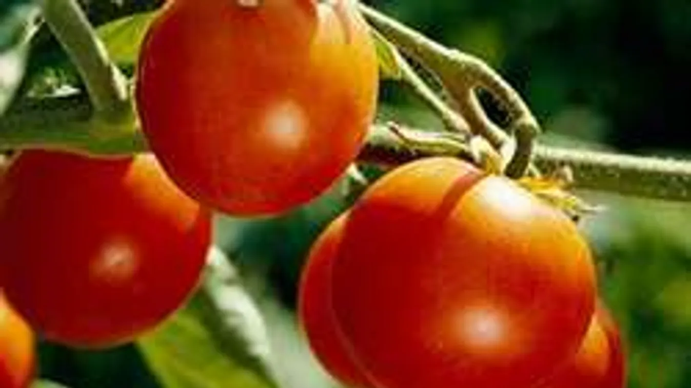 Ha sokkolod a növényt, több paradicsomot terem!