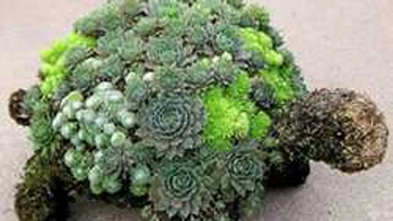 15 őrülten jó ötlet: kiderült, mit keres a cipőben a kövirózsa