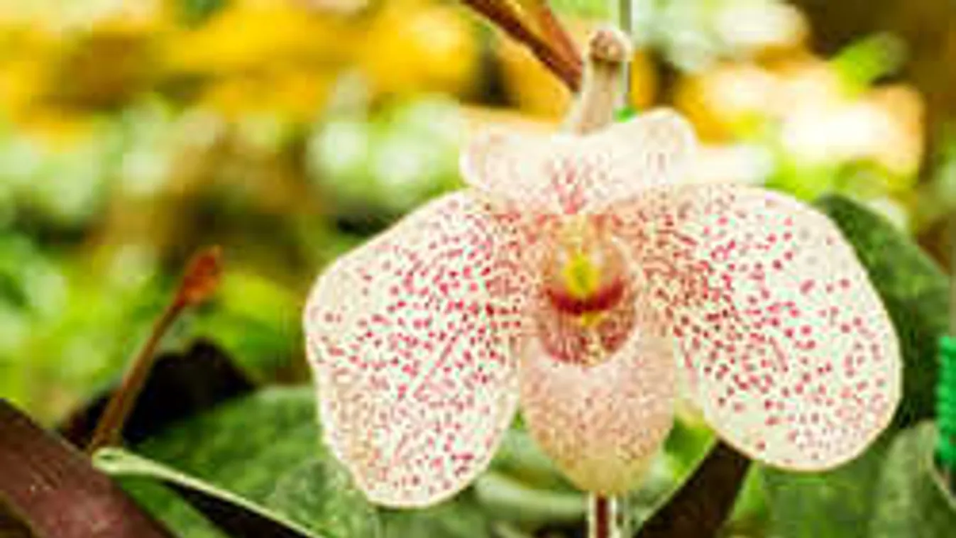 Levirágzott az orchideád? Mutatjuk, mitől lesz újra szép