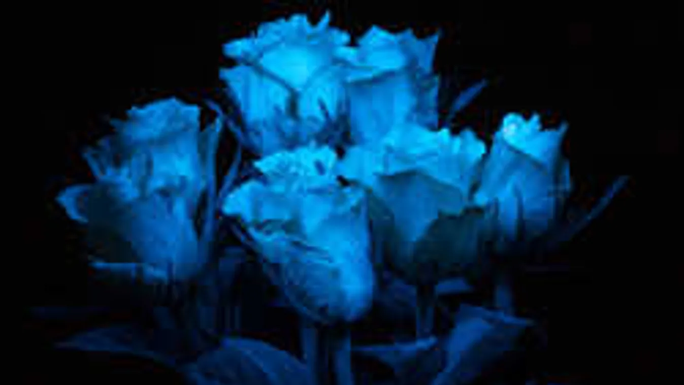 Zseniális magyar találmány: Életre kelt az Avatar világító virága!