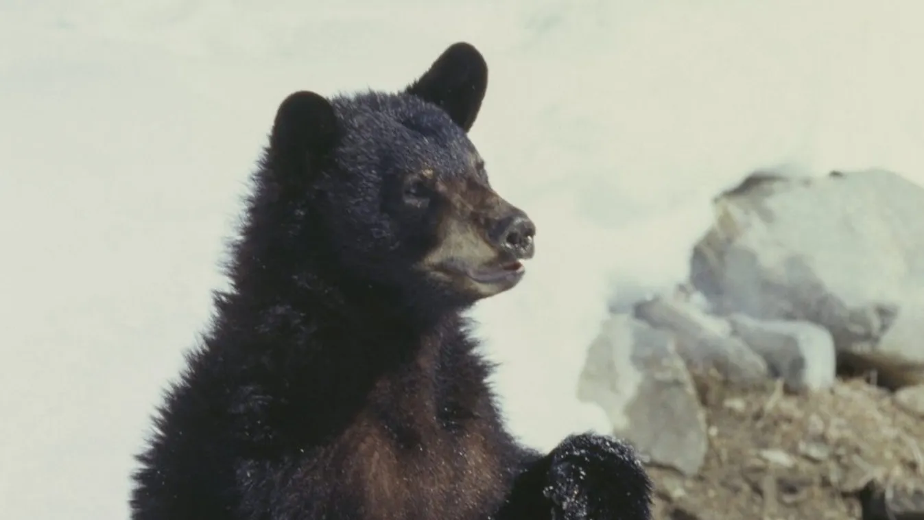 Hasonló medve harapta meg Shannon fenekét is