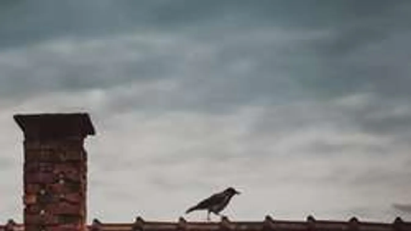 Vérfagyasztó videó! Házfalon rekedt a pesti pókember!