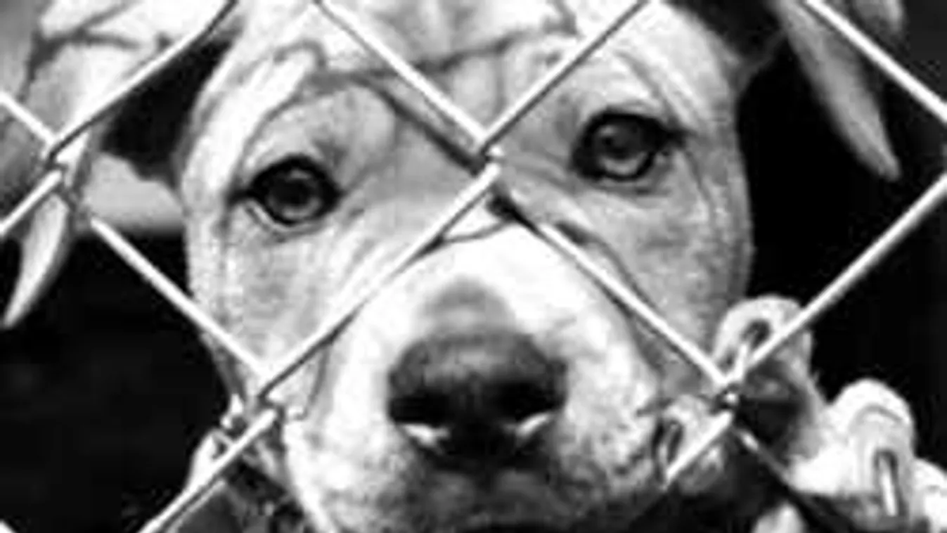 Botrány! Segítséget kér a Noé Állatotthon!