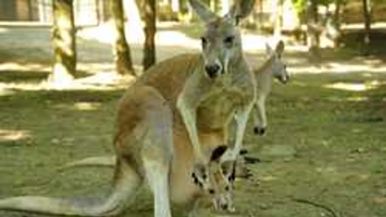 Erről a két újszülöttről beszél most Nyíregyházán mindenki