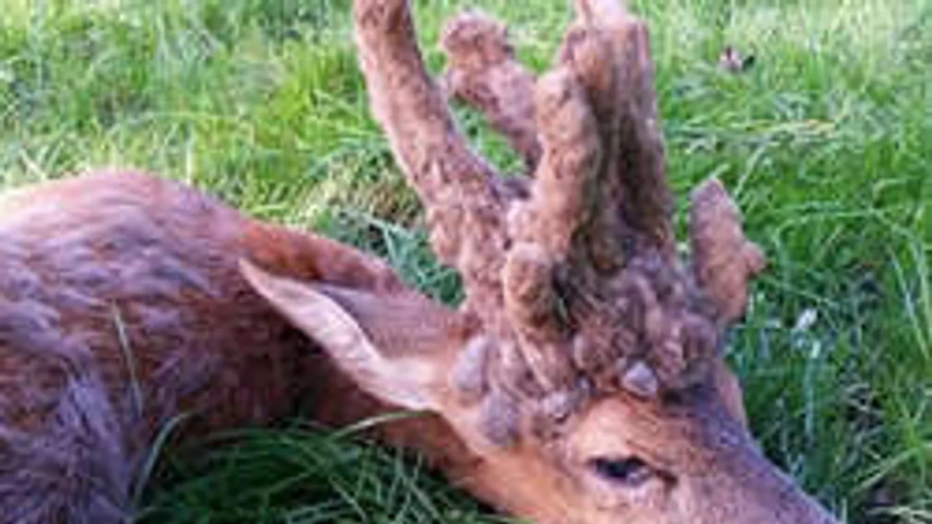 Transzvesztita őzet lőttek Kapuvárnál!