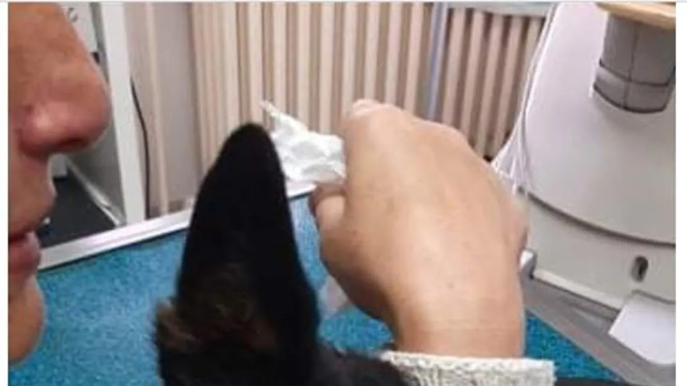 Elképesztő brutalitás: egy 12 éves fiú szöget vert egy kutya koponyájába – megrázó videó!