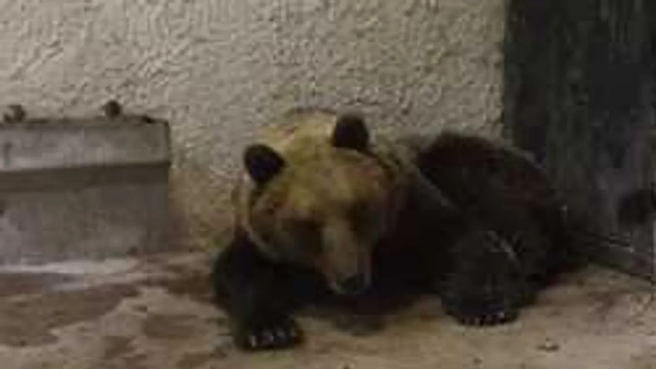 Megdöbbentő dolog derült ki a hazánkban elfogott medvéről, még nincs vége az ügynek