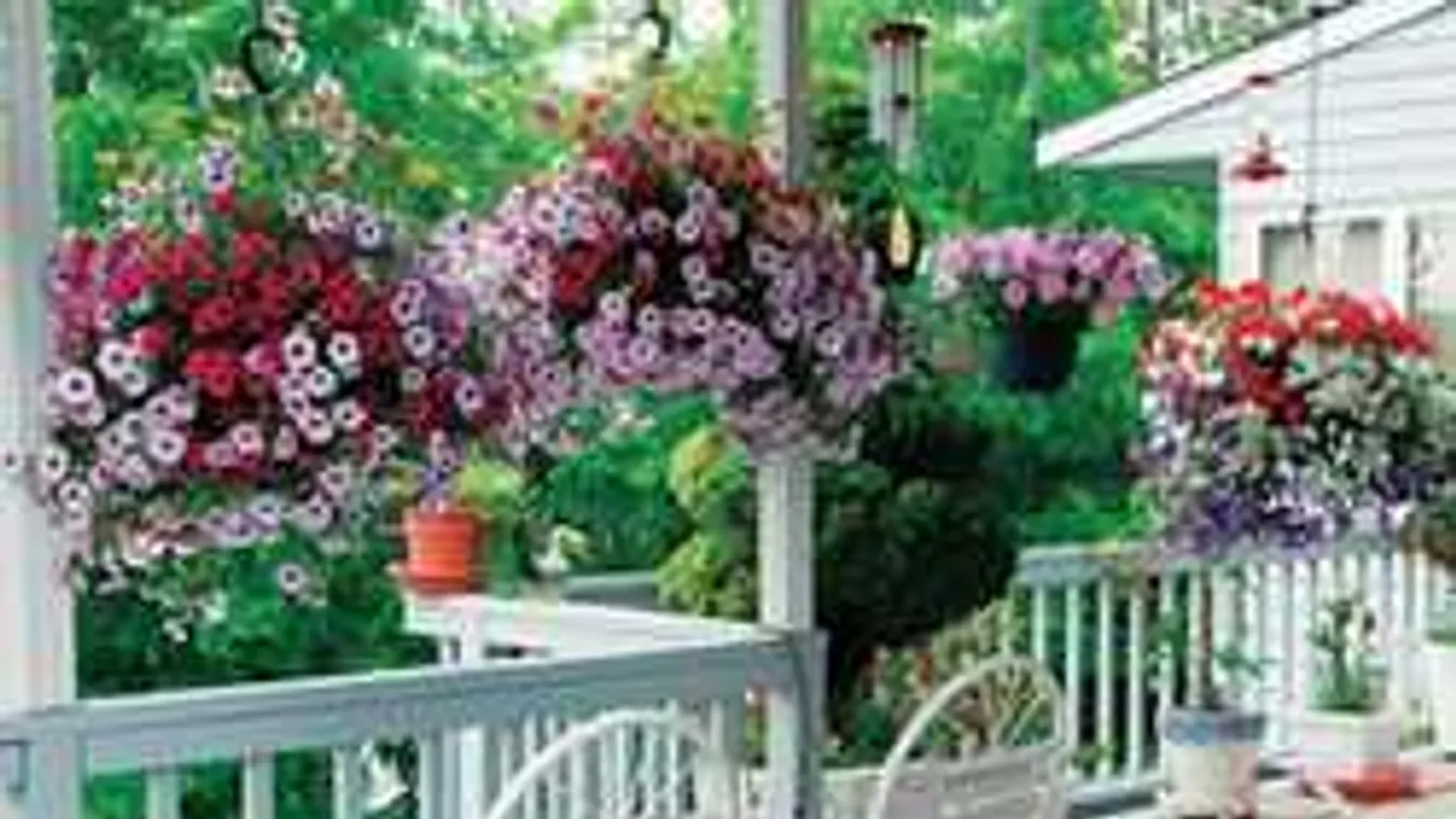 5 szuper virágos növény a teraszra, ezek mindent kibírnak